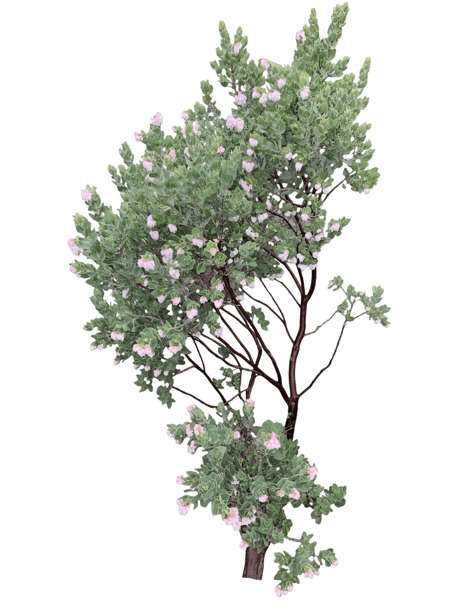 Refugio manzanita (Arctostaphylos Refugioensis) - Shrubs
