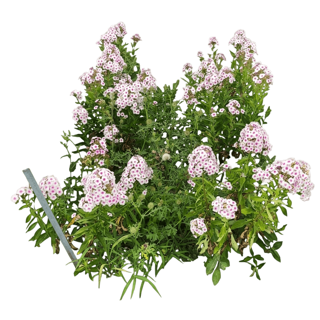 Tall Garden Phlox 'Cherry Cream' (Phlox Paniculata 'Cherry Cream') - Perennials