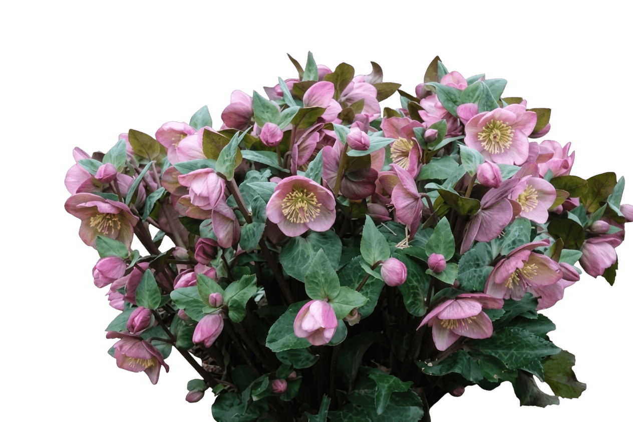 Lenten Rose (Helleborus X Hybridus Winter Jewels® 'Cherry Blossom') - Perennials