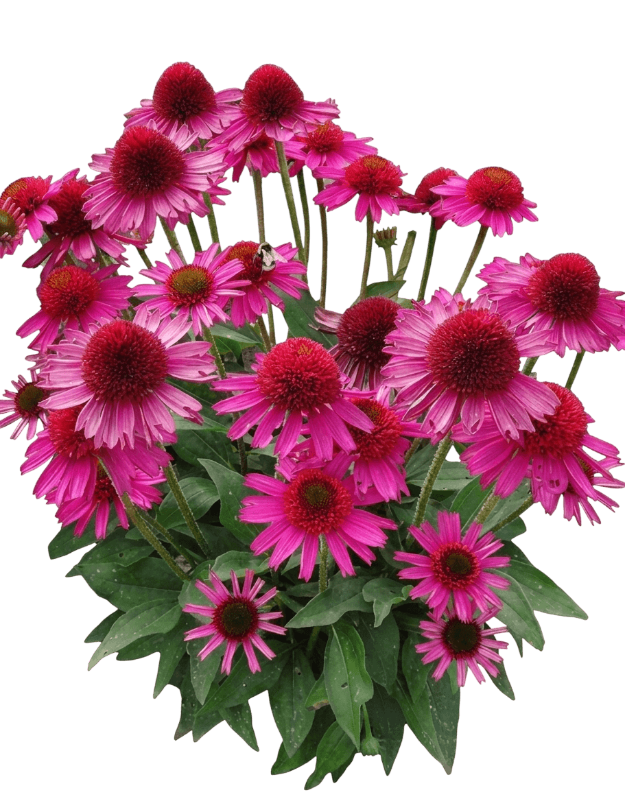 Sunmagic Hot Pink Coneflower (Echinacea 'Hot Pink') - Perennials