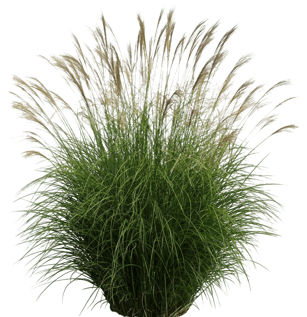Graziella Maiden Grass (Miscanthus Sinensis 'Graziella') - Grasses