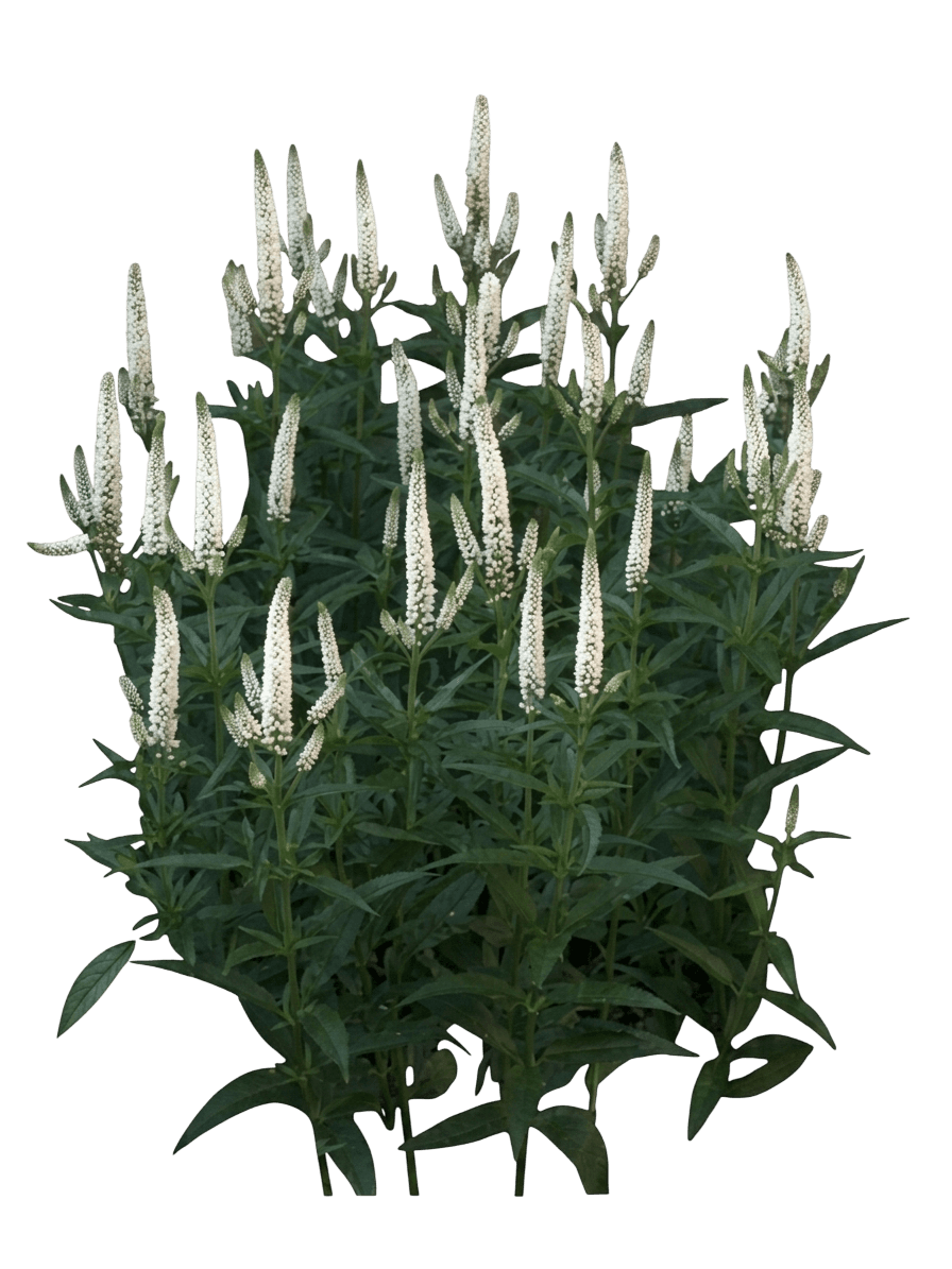 Skyward Lilac Speedwell (Veronica 'Balskywac') - Perennials