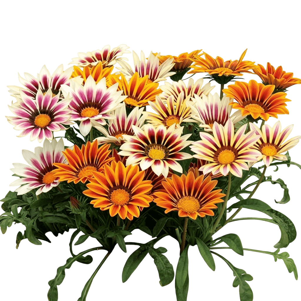 Gazania Mixed (Gazania Mixed) - Ground Layers