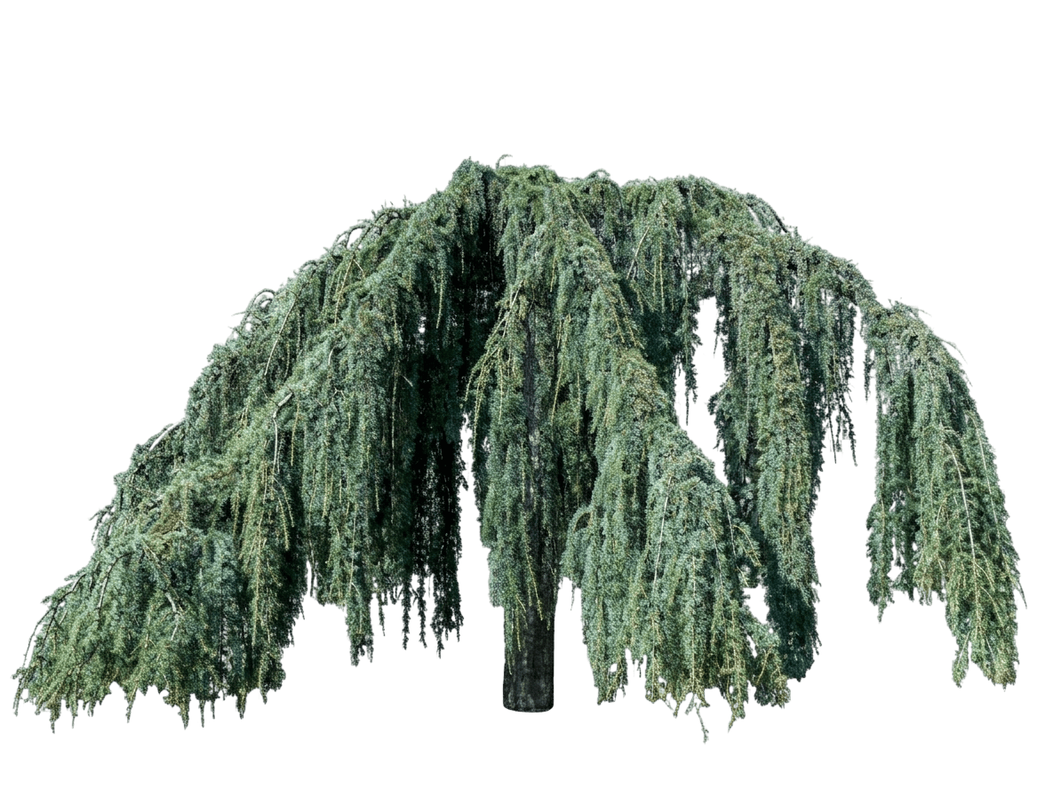 Weeping Blue Atlas Cedar (Cedrus Atlantica 'Glauca Pendula') - Evergreen Trees