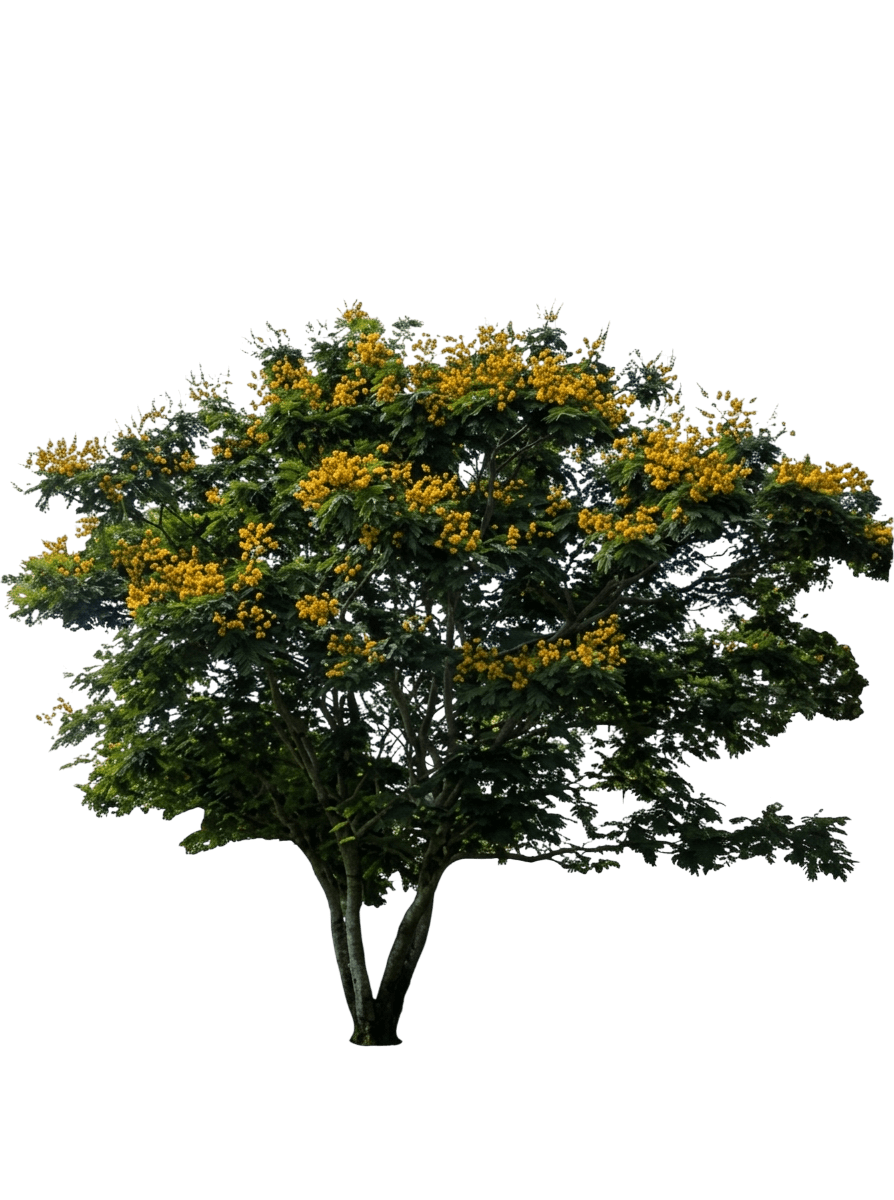 Yellow Flame Tree (Peltophorum Pterocarpum) - Flowering Trees