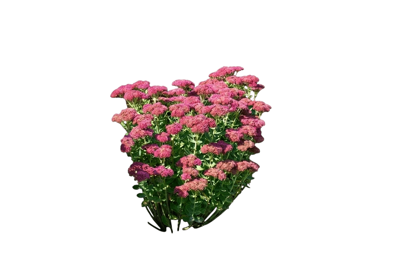 SunSparkler® Dazzling Dynamite Sedum (Sedum Var. Hybrid 'Dazzling Dynamite') - Succulents