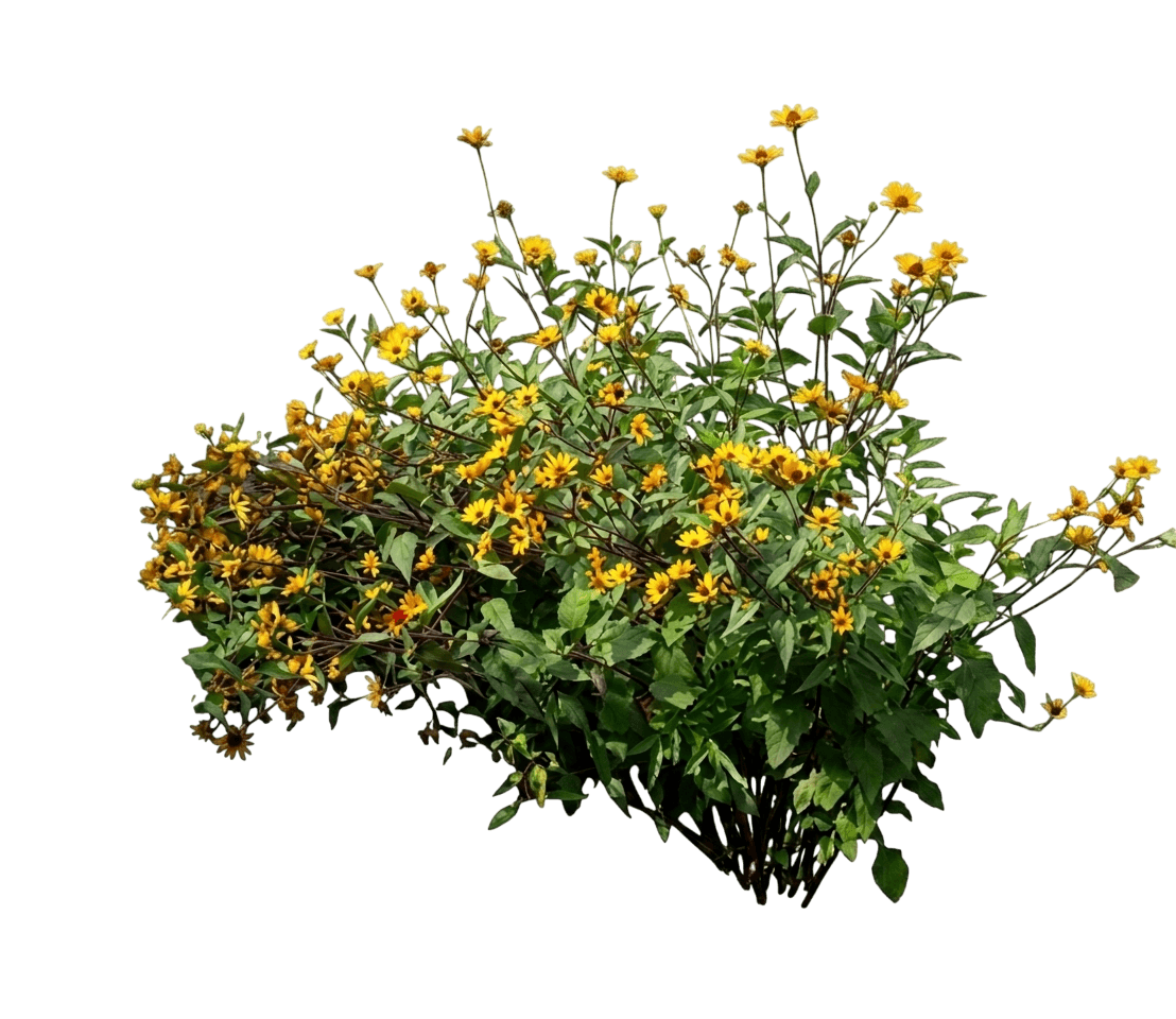 Summer Nights False Sunflower (Heliopsis Helianthoides 'Summer Nights') - Perennials