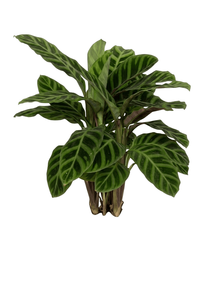 Zebra Plant (Goeppertia Zebrina) - Indoor Plants