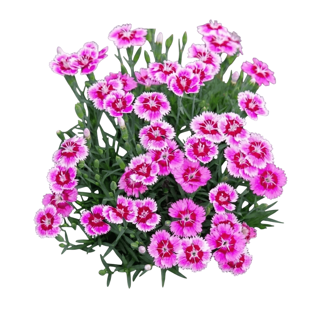 It-Girl dianthus (Dianthus 'Kleda26818') - Perennials