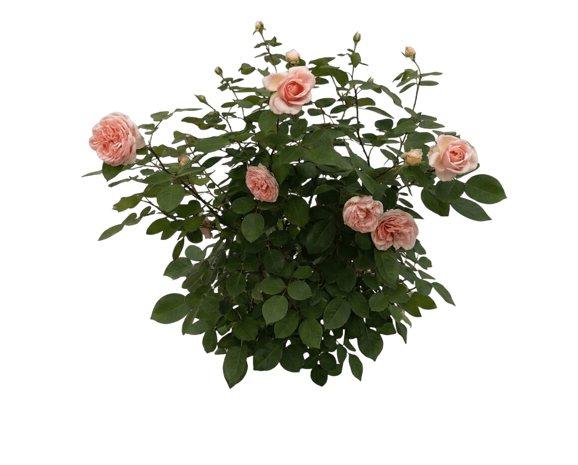 Parfuma Bliss rose (Rosa 'Kormarzau') - Ground-layer plants