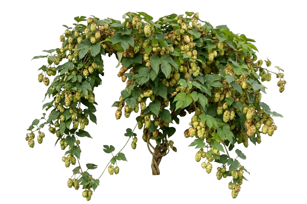 Zeus Hop (Humulus Lupulus 'Zeus') - Perennials