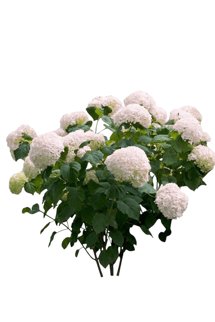 Incrediball® Blush Hydrangea (Hydrangea Arborescens Incrediball Var. Arborescens 'Ncha4') - Shrubs