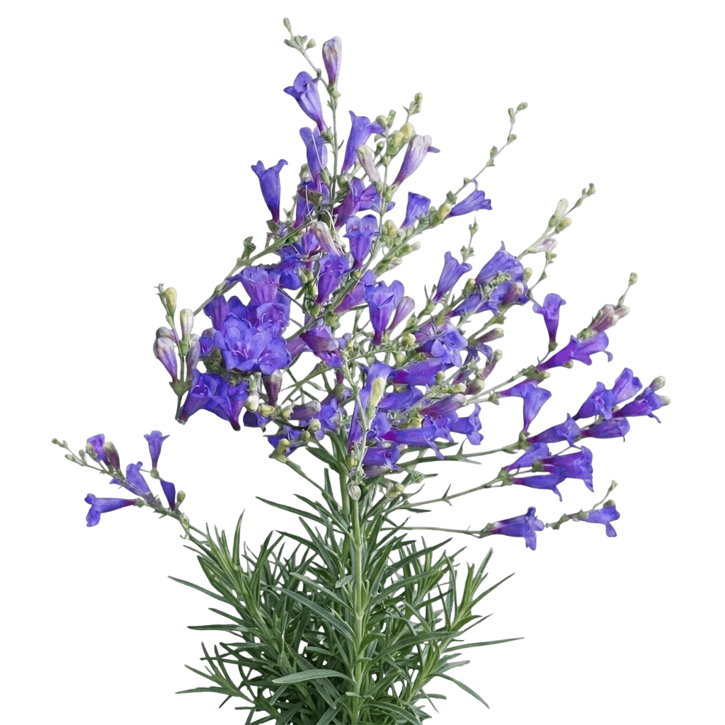 verschiedenblättriger Bartfaden (Penstemon Heterophyllus 'Margarita Bop') - Stauden