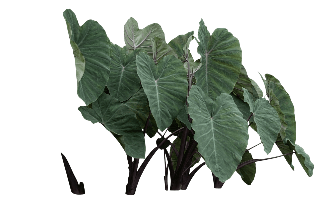Tropical Storm Elephant Ear (Colocasia Esculenta Var. Esculenta 'Tropical Storm') - Perennials
