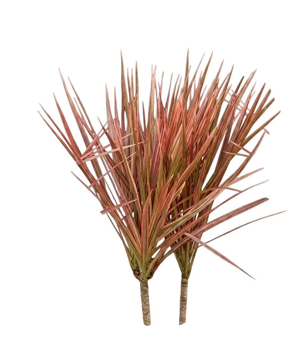 Colorama Madagascar Dragon Tree (Dracaena Marginata 'Colorama') - Indoor Plants