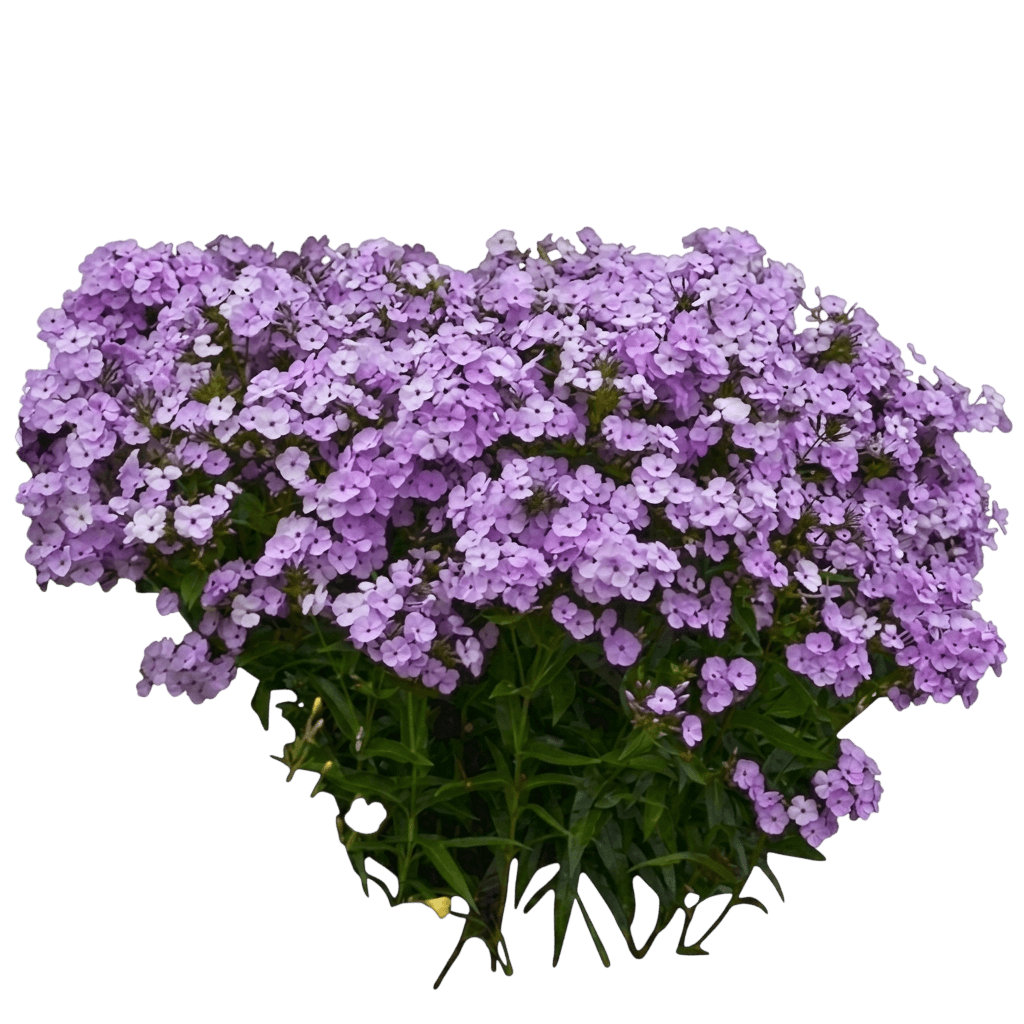 Opening Act Blush Tall Garden Phlox (Phlox Hybrid Pp27,462 Var. Hybrid) - Perennials
