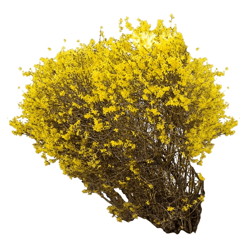 Spring Fling Forsythia (Forsythia 'Umnfor01') - Ground Layers