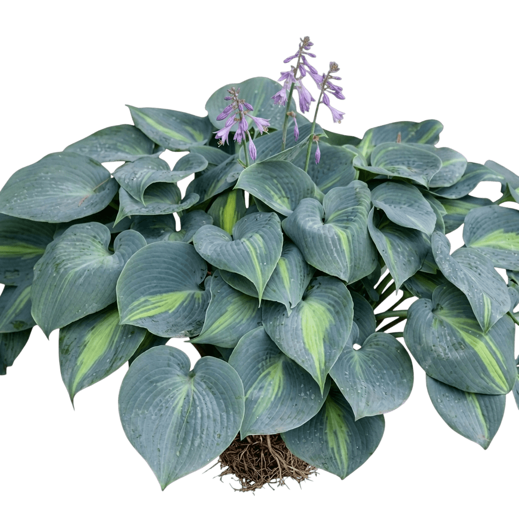 Touch Of Class Hosta (Hosta 'Touch Of Class') - Perennials