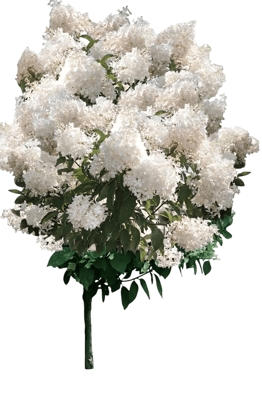 Limelight Prime® Panicle Hydrangea (Hydrangea Paniculata Var. Paniculata 'Smnhpph') - Shrubs
