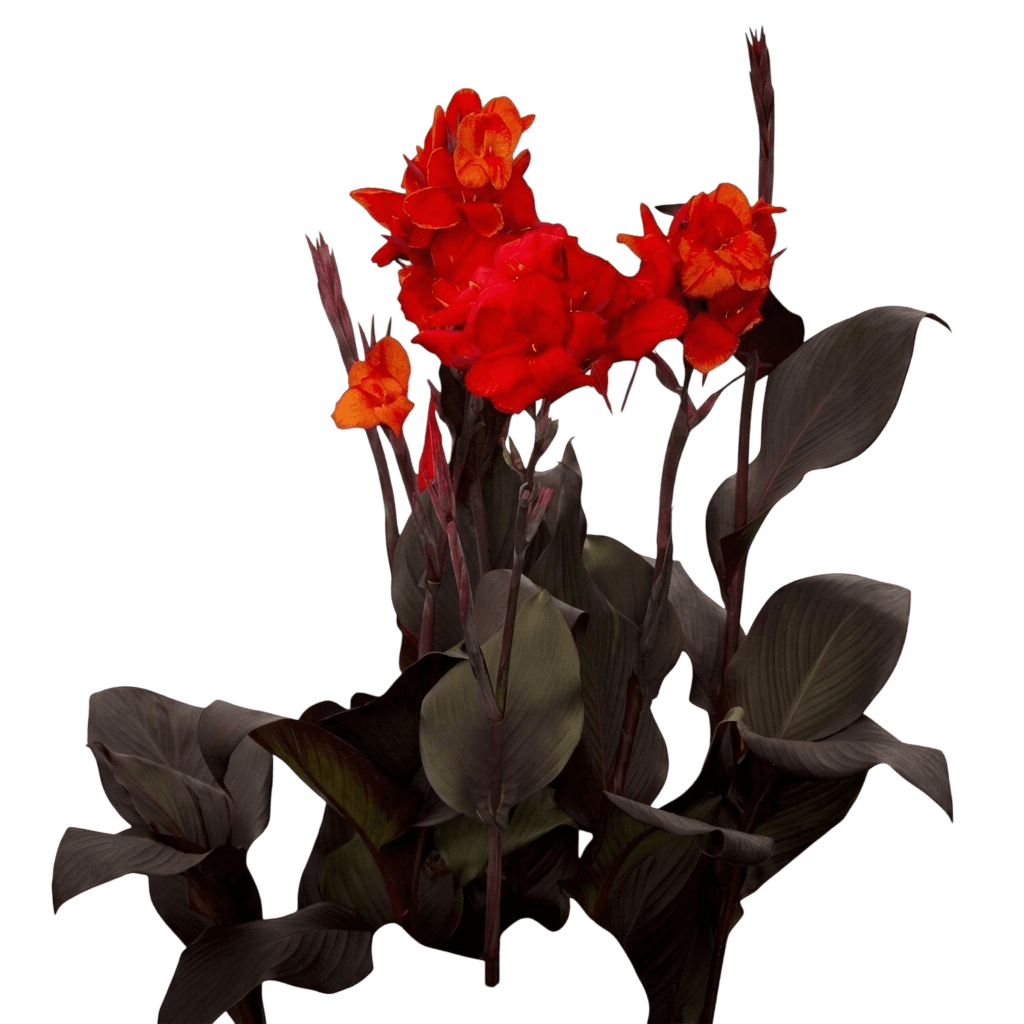 Cannova Bronze Peach Canna (Canna × Generalis 'Fcaa43') - Perennials