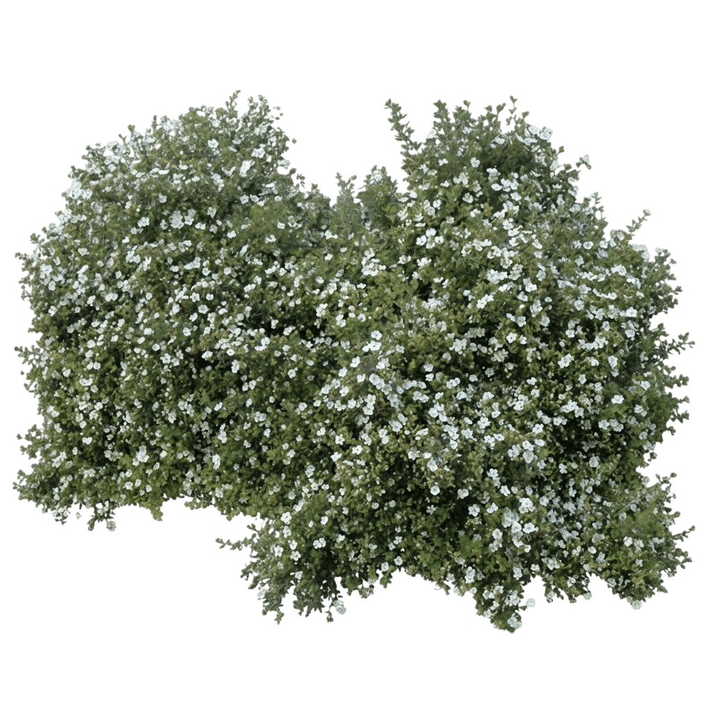 Potentilla, Abbotswood (Potentilla Fruticosa 'Abbotswood') - Ground Layers