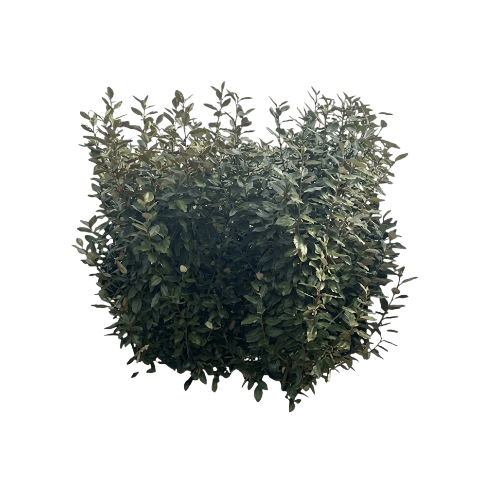 Mr. Smooth® Seedless Thornless Silverthorn (Elaeagnus × Ebbingei Var. X Ebbingei 'Ncex1') - Shrubs