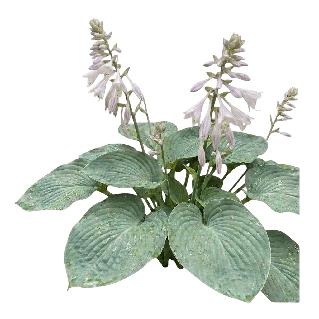 Elegans Hosta (Hosta Seiboldiana Var. Seiboldiana 'Elgans') - Perennials