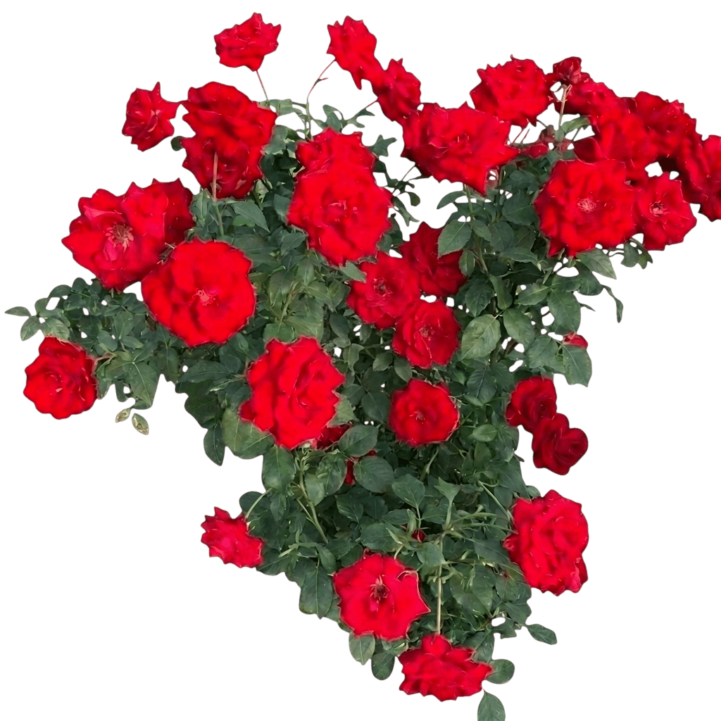 Red Blooming Floribunda Roses 'Wekcisfribo' Oh My!™ (Rosa Pp24728 'Wekcisfribo') - Ground Layers