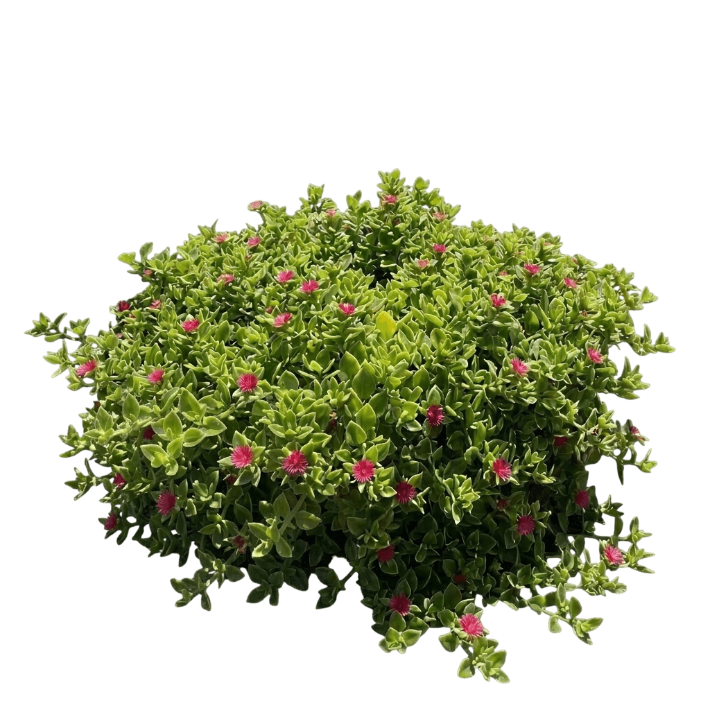 ice plant (Aptenia) (Aptenia Cordifolia) - Groundcovers