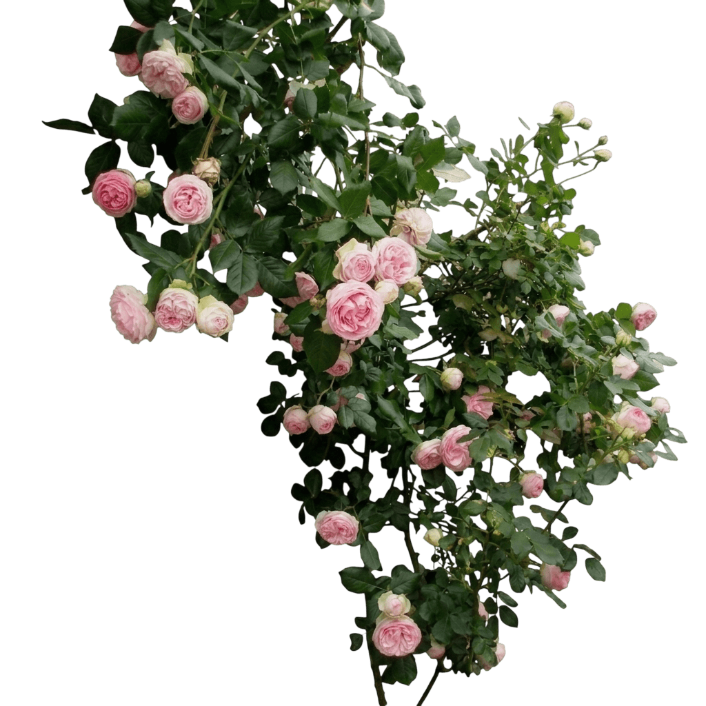 Ringo® Rose (Rosa X Var. X 'Chewbullseye') - Shrubs