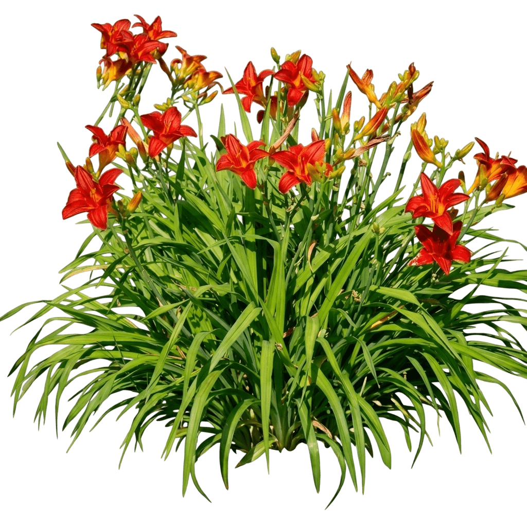 Sunset Skye Daylily (Hemerocallis Hybrid '9007') - Perennials