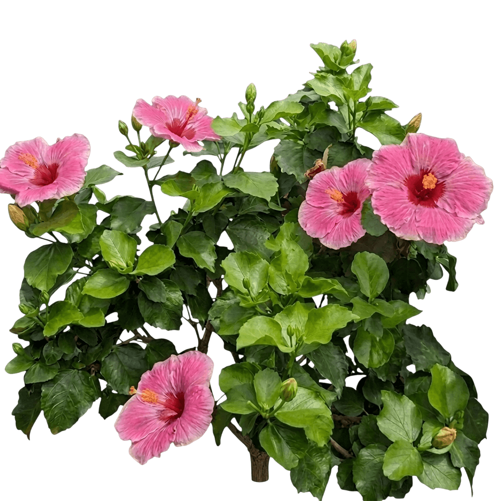 Hollywood™ Hibiscus Chatty Cathy™ (Hibiscus Rosa-Sinensis Hollywood Var. Rosa-Sinensis '8413-4') - Shrubs