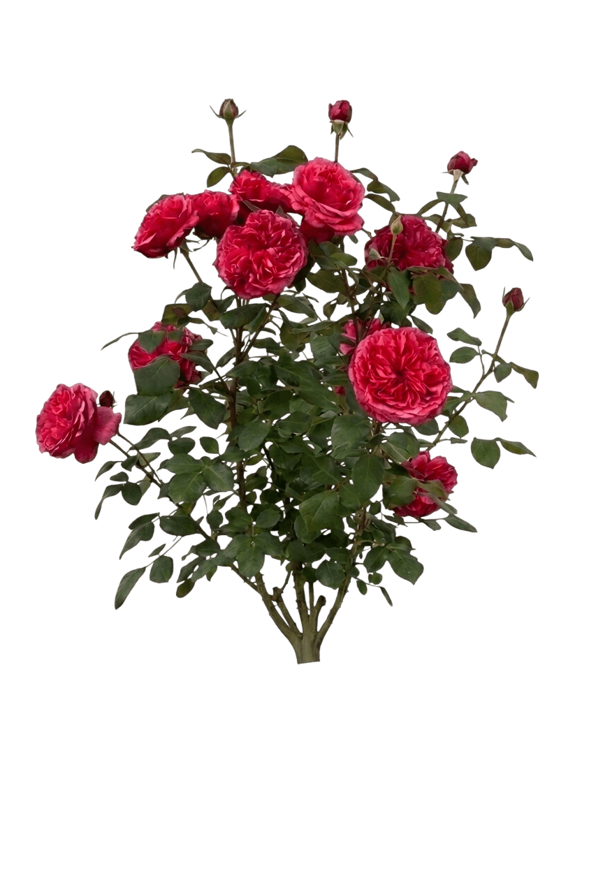 Loves Me, Loves Me Not Hybrid Tea Rose (Rosa 'Meicatess') - Ground Layers