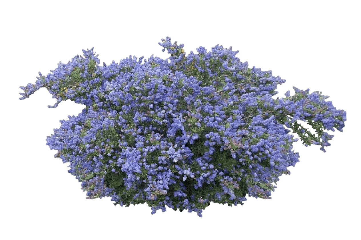 Highlight (TM) ceanothus (Ceanothus Thysiflorus Var. Griseus 'Matcea01') - Groundcovers