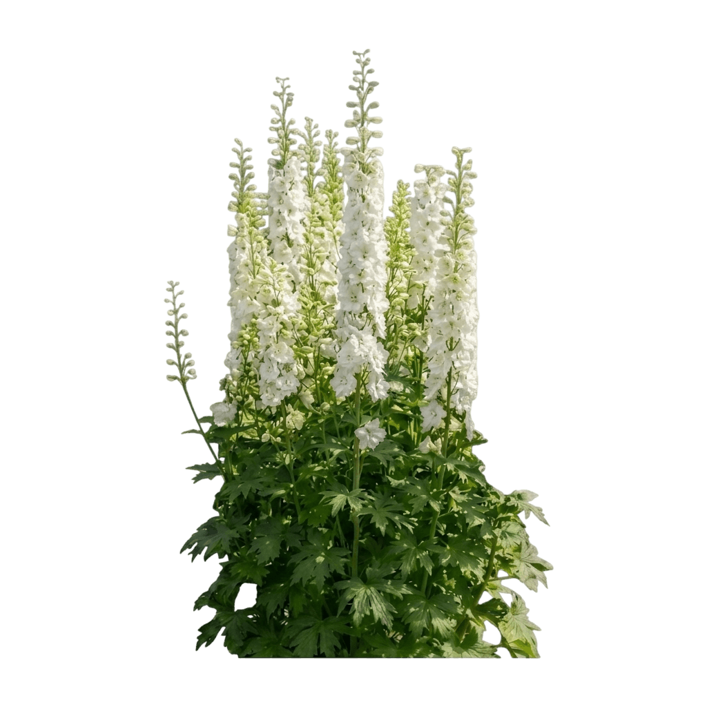 Delphinium 'Galahad' (Delphinium × Cultorum 'Galahad') - Perennials