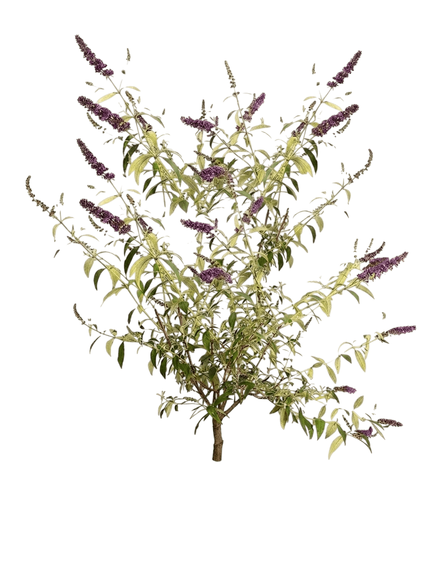 Black Knight Butterfly Bush (Buddleia 'Black Knight') - Shrubs