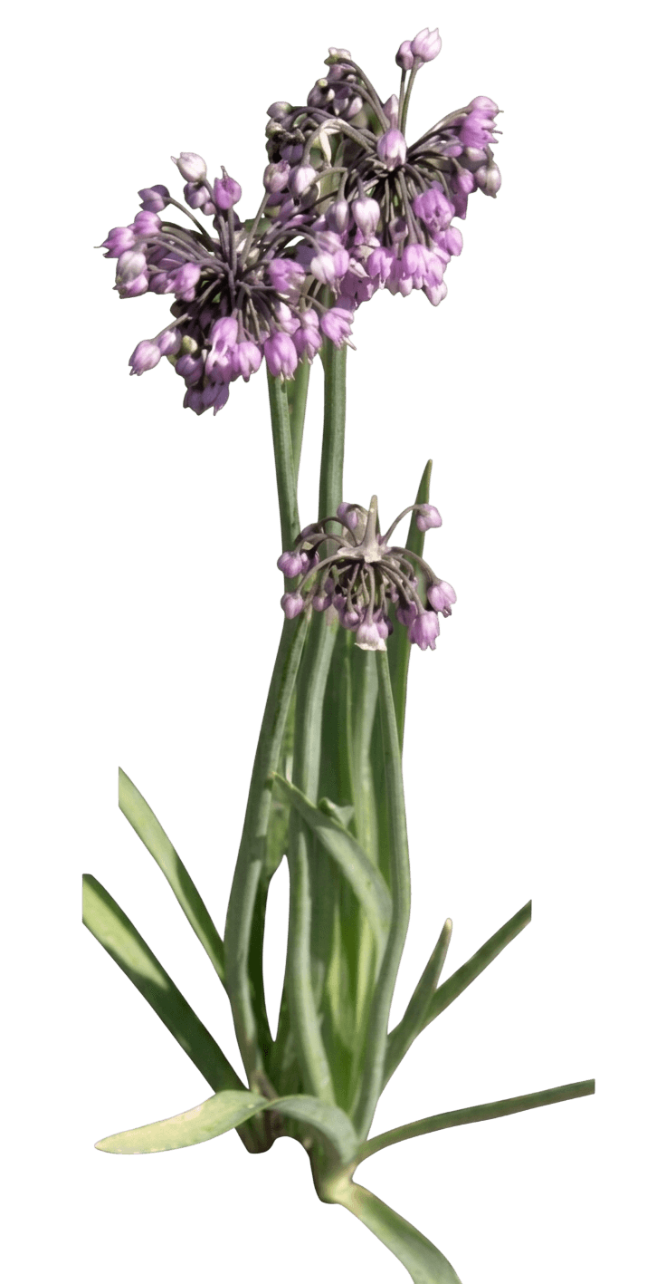 nodding onion (Allium Cernuum) - Perennials