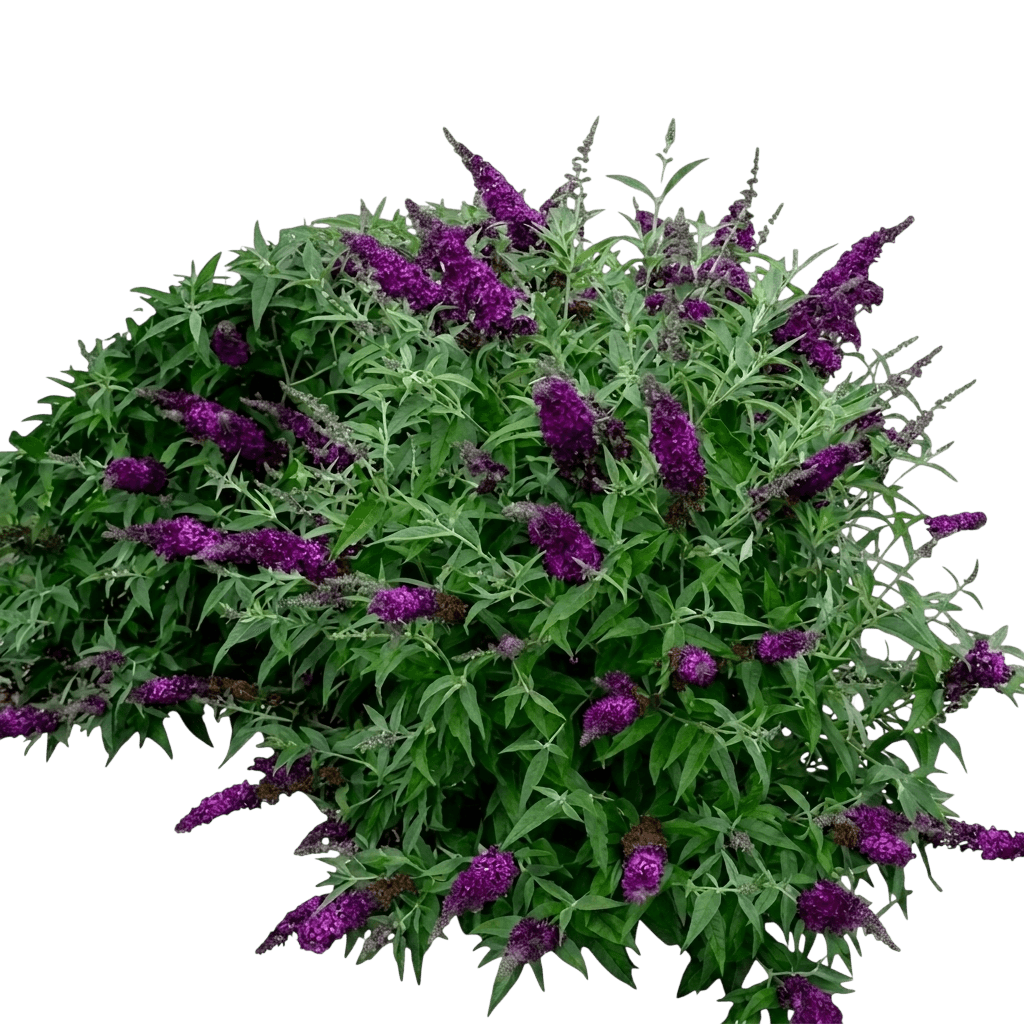 Butterfly Bush, Buzz Magenta (Buddleia Davidii 'Buzz Magenta') - Ground Layers