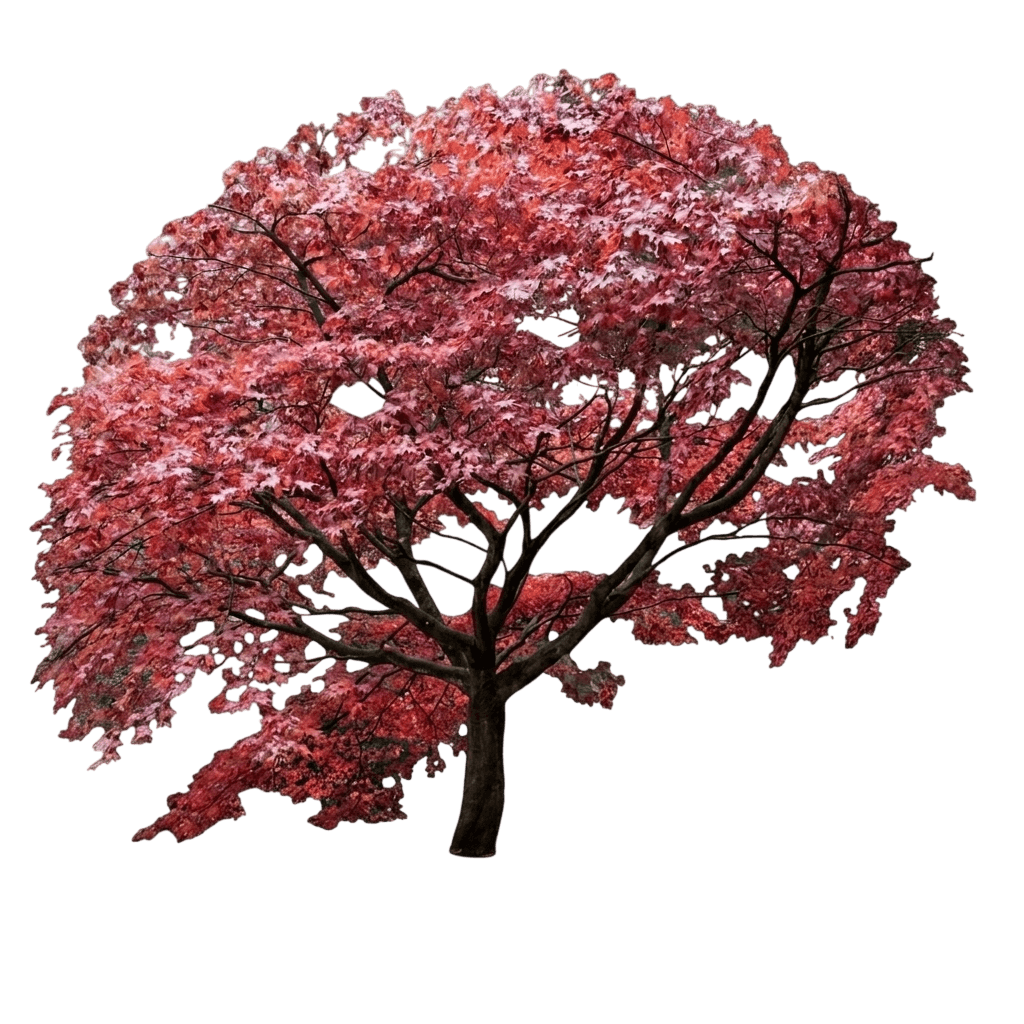 Tsuma Gaki Japanese Maple Tree (Acer Palmatum Var. Palmatum 'Tsuma Gaki') - Shade trees