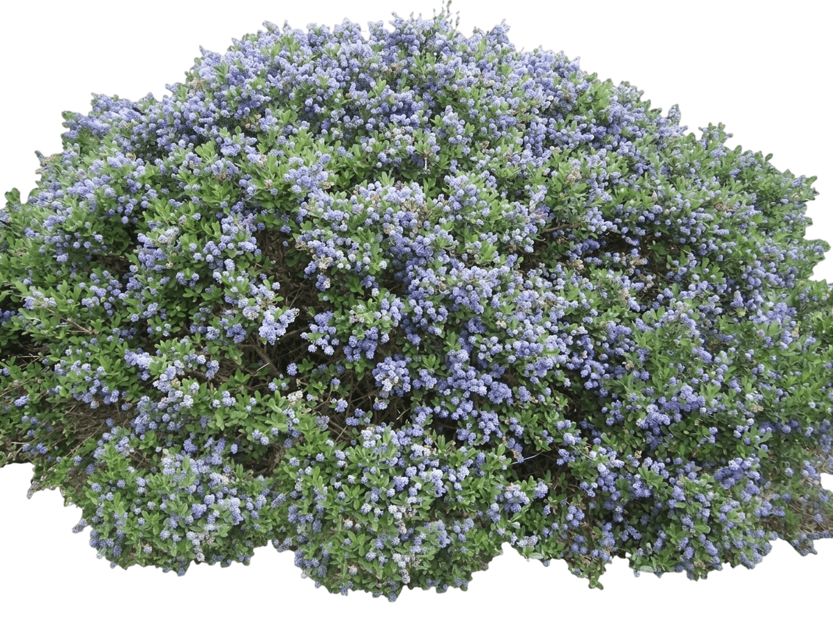Wheeler Canyon ceanothus (Ceanothus 'Wheeler Canyon') - Shrubs
