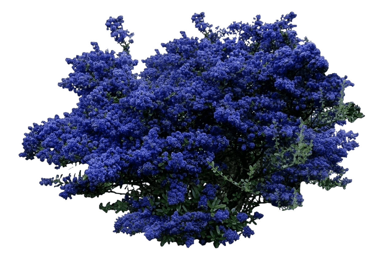 Sierra blue ceanothus (Ceanothus 'Sierra Blue') - Shrubs
