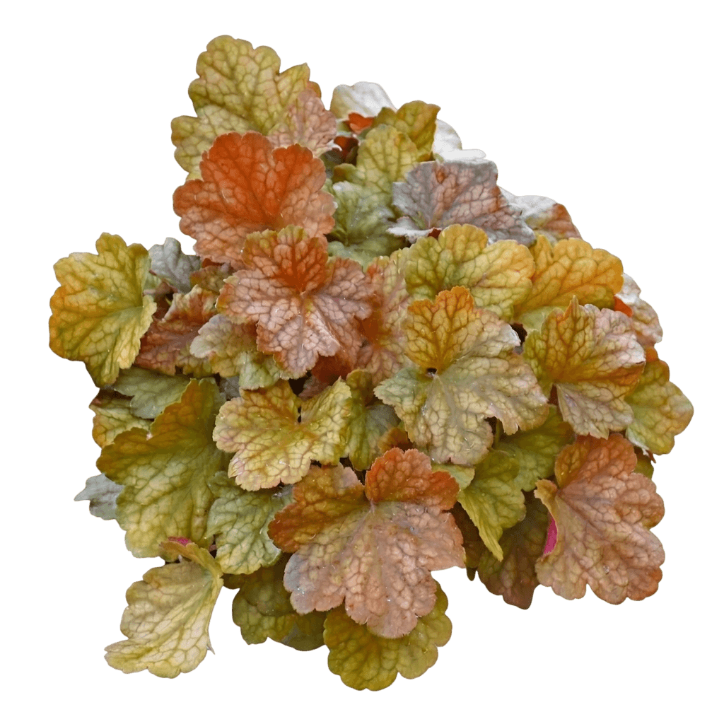 Topaz Jazz Coral Bells (Heuchera Ppaf Var. Hybrid 'Topaz Jazz') - Perennials