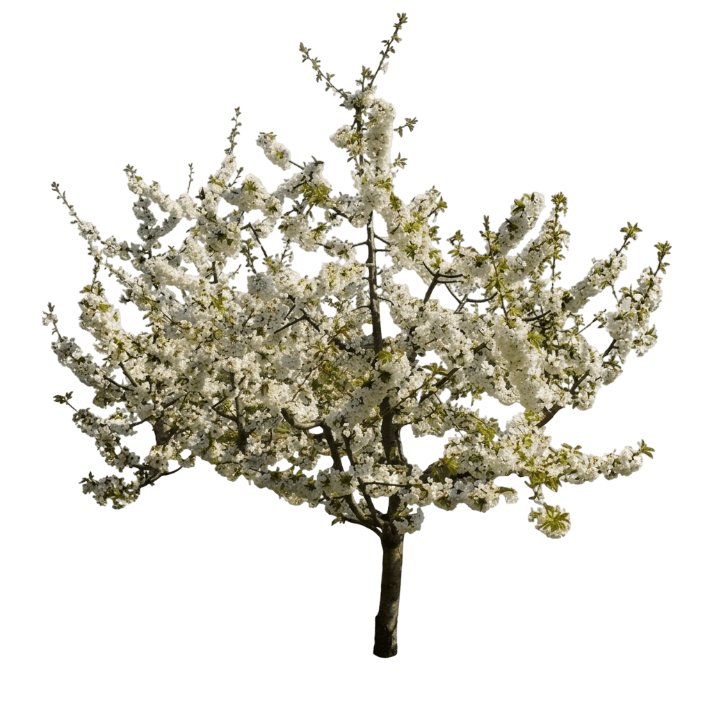 Van Sweet Cherry (Prunus Avium 'Van') - Fruit Trees