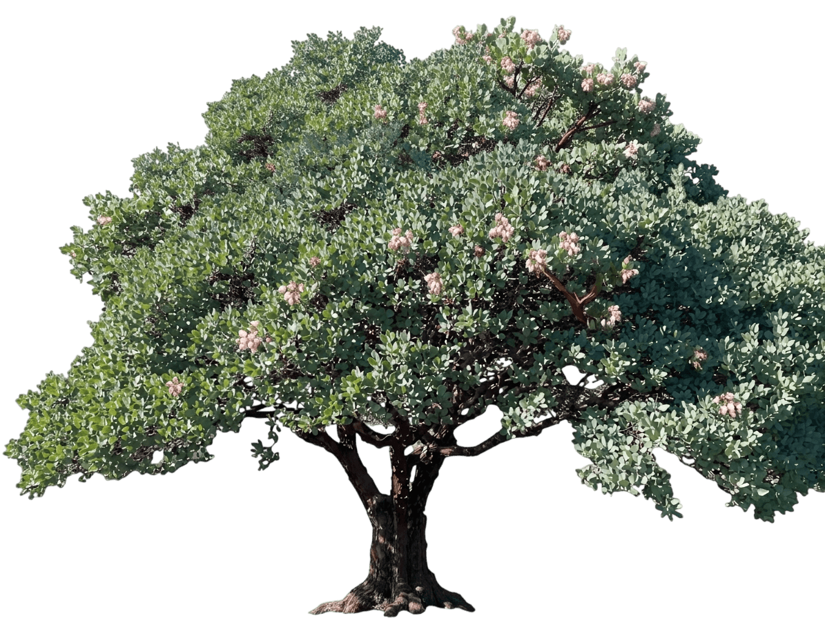 Rosy Dawn manzanita (Arctostaphylos Edmundsii 'Rosy Dawn') - Groundcovers