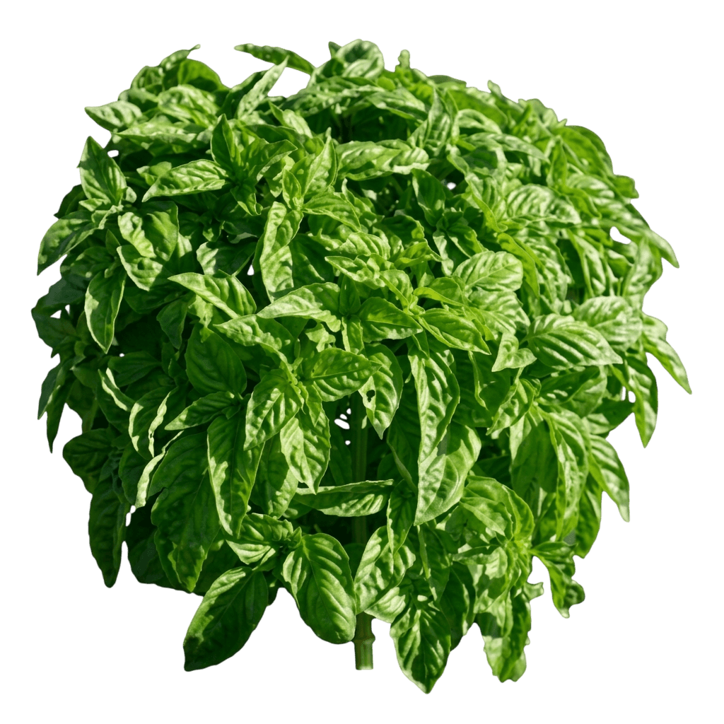basilico (Ocimum Basilicum 'Nufar') - Piante perenni