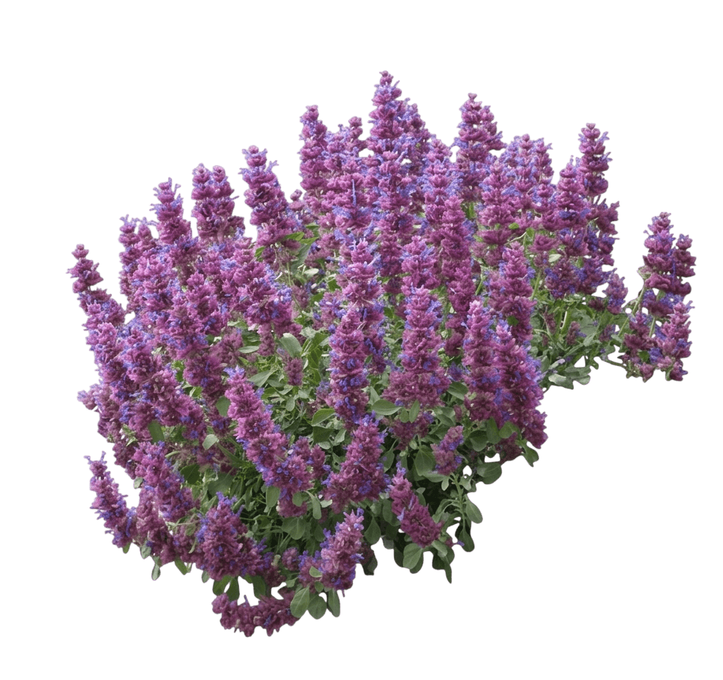Sage, Mojave (Salvia Pachyphylla) - Perennials