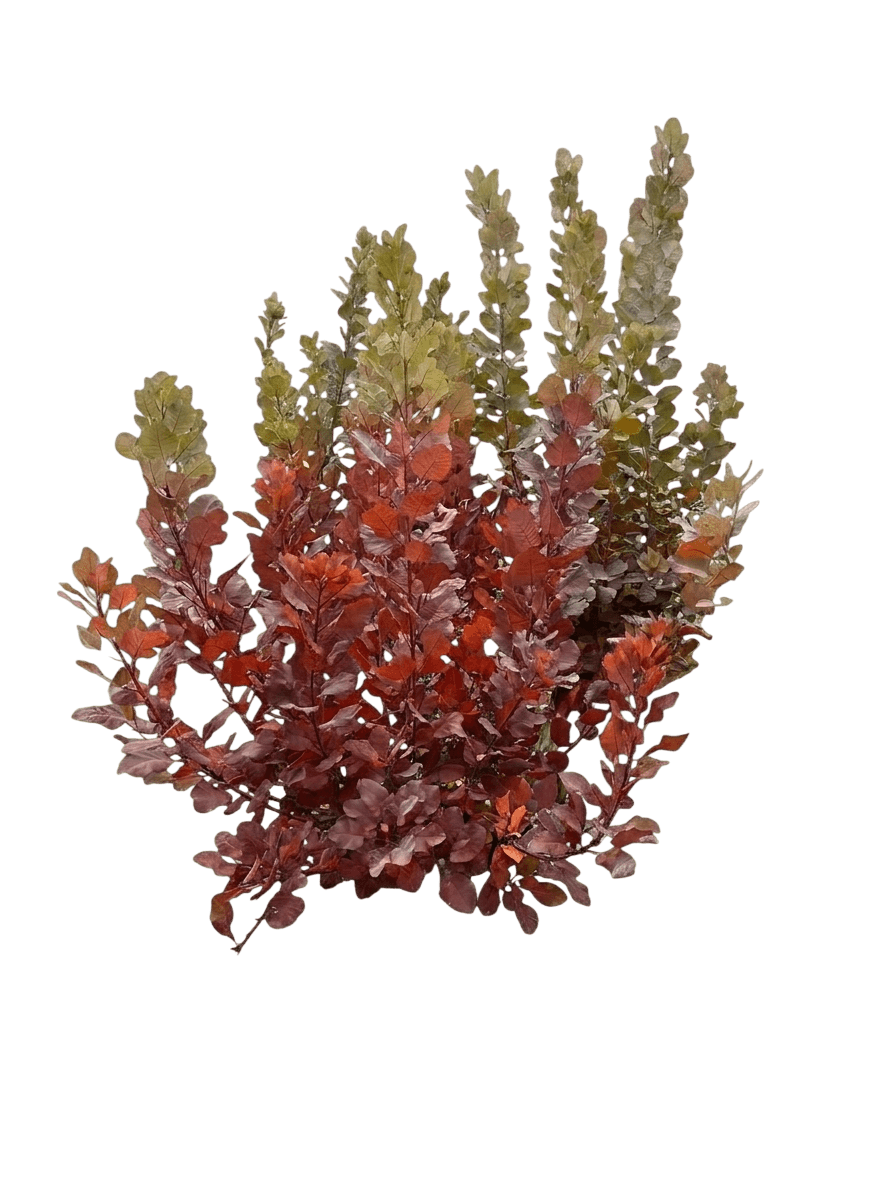Sunjoy Todo® Barberry (Berberis X Var. X 'Ncbx1') - Shrubs