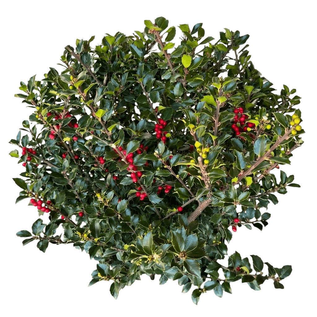 Blue Maid™ Meserve Holly (Ilex X Meserveae Pp# 4685 Var. X Meserveae 'Blue Maid') - Shrubs