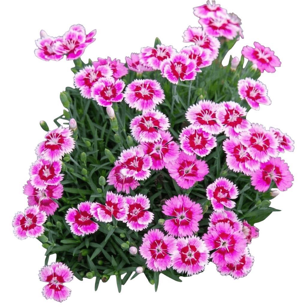 Everbloom Plum Glory Pinks (Dianthus Hybrida 'G18146') - Perennials