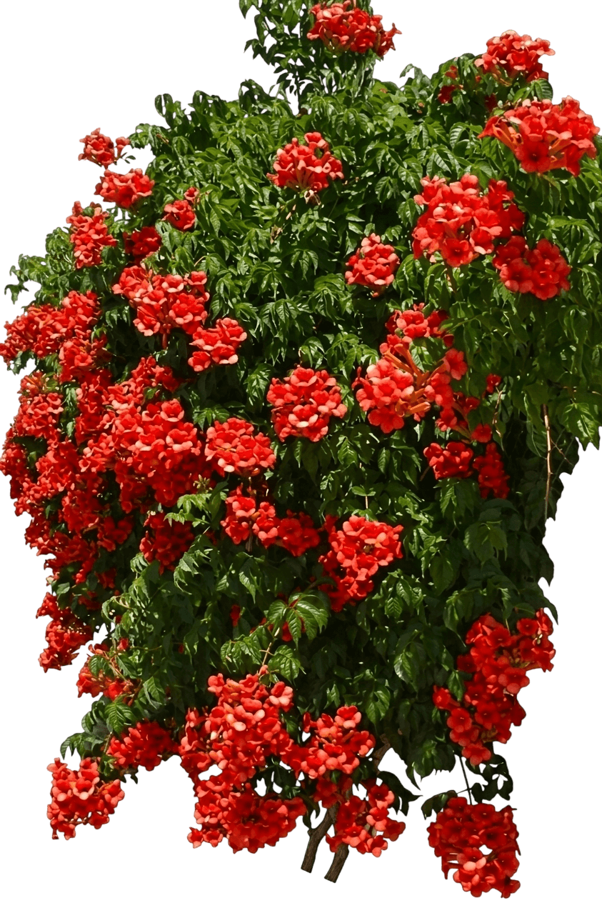 bignone (Campsis Radicans 'Monbal') - Plantes de strate basse